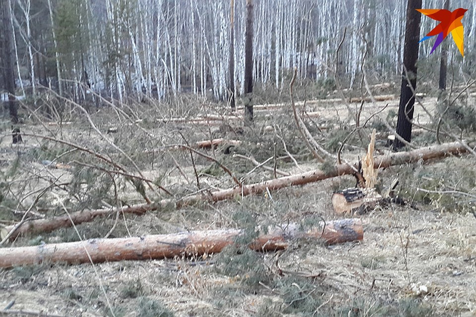 Захламление земли провоцирует пожары, которые могут перекинуться на леса и населённые пункты
