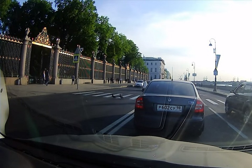 Те самые утки у Летнего сада, которые поразили петербуржцев своей сообразительностью