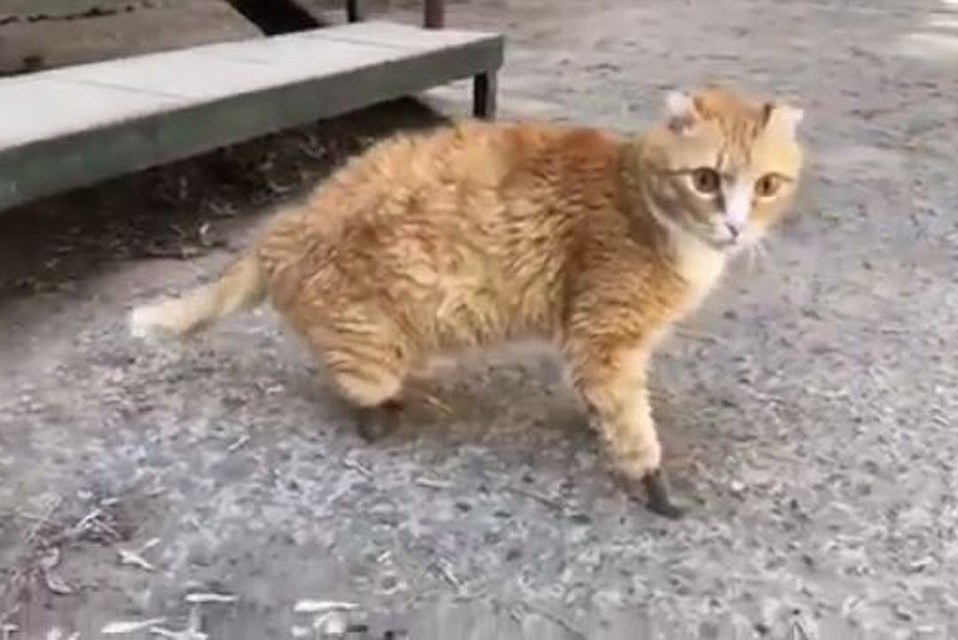 Котик заново учится ходить, теперь на протезах. Стоп-кадр с видео: www.instagram.com/vetklinikabest.