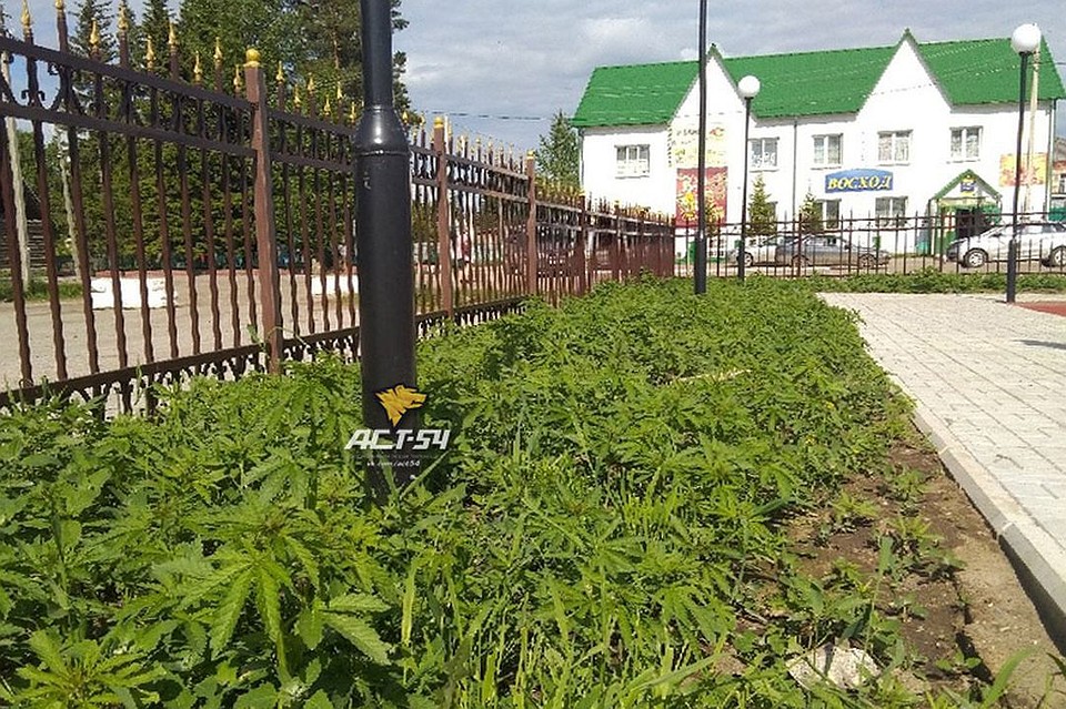 В Новосибирской области нашли еще одну клумбу конопли - теперь в семейном парке.