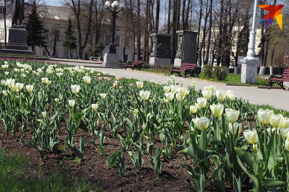 В оранжерее "Зеленстроя" выращивают цветы для города