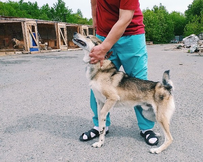 Фото: Zoohelp Антидогхантер Пермь.