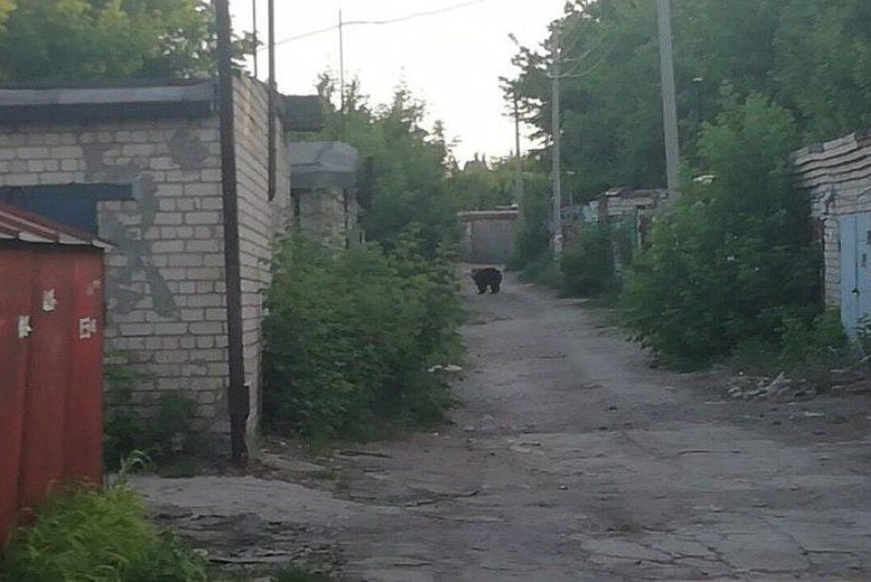 Живущая в гаражах медведица напала на двух мужчин. Фото Саратовской областной службы спасения