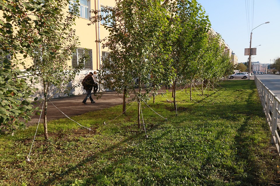 У развязки возле нового моста может появиться липовая аллея