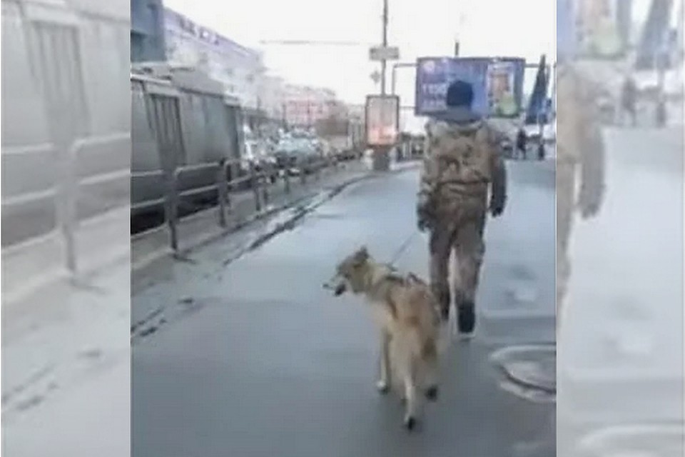Мужчина с волком постоянно появляется в общественных местах Челябинска. Кадр из видео очевидца, соцсети.