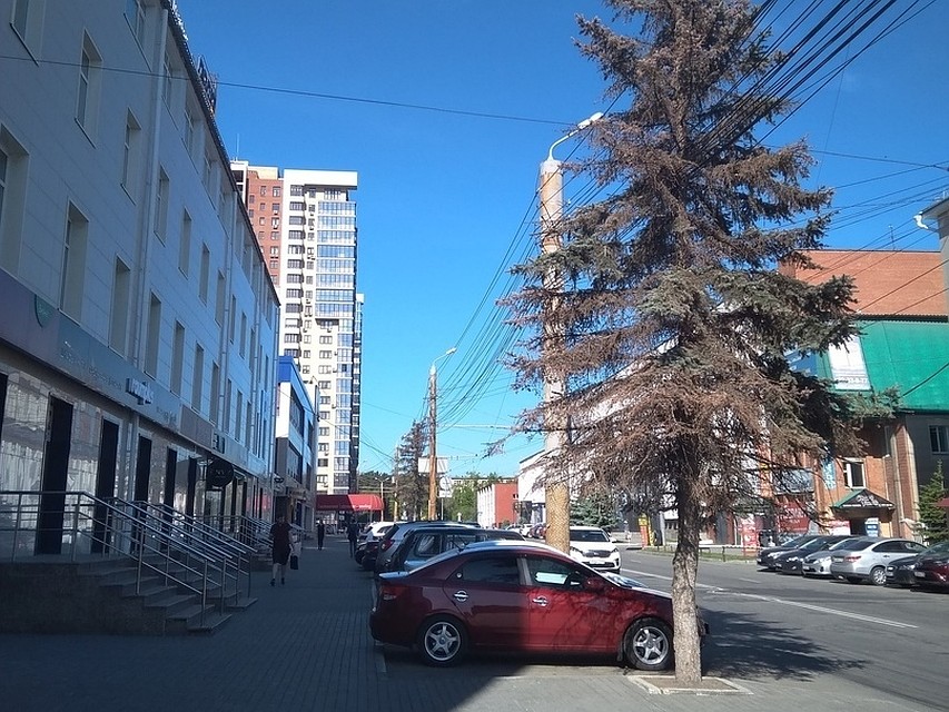 Так сейчас выглядят ели на улице Сони Кривой. Фото: Гражданский патруль