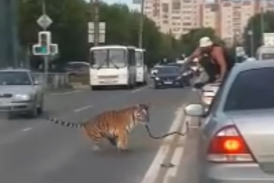 Очевидцы сняли, как животное вырвалось из рук дрессировщика и попыталось убежать