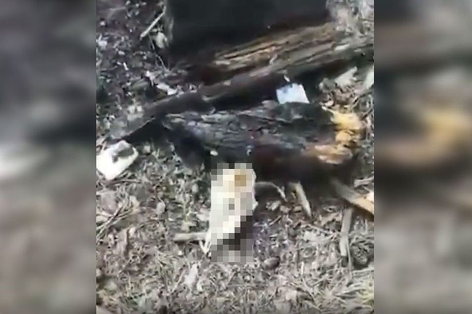 Поляна усеяна костями и черепами животных. Стоп-кадр с видео: instagram.com/instact54.