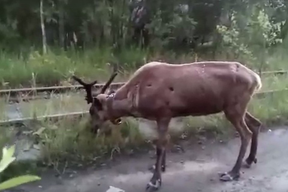 Худоба Яши объясняется особым режимом питания. Ну и качеством видео - в жизни "токсовский олень" куда симпатичнее.