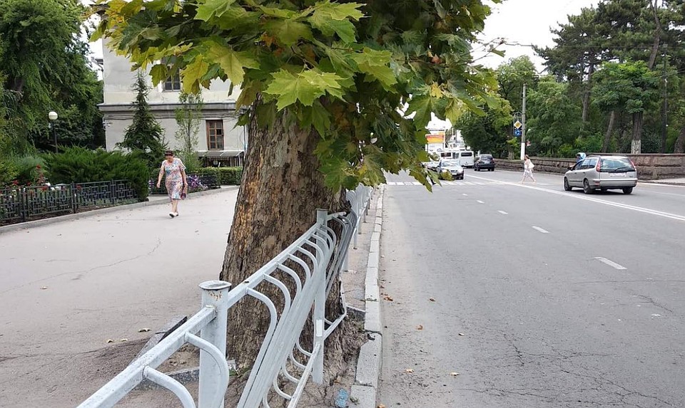 Ранее на Александра Невского планировали снести 150 деревьев