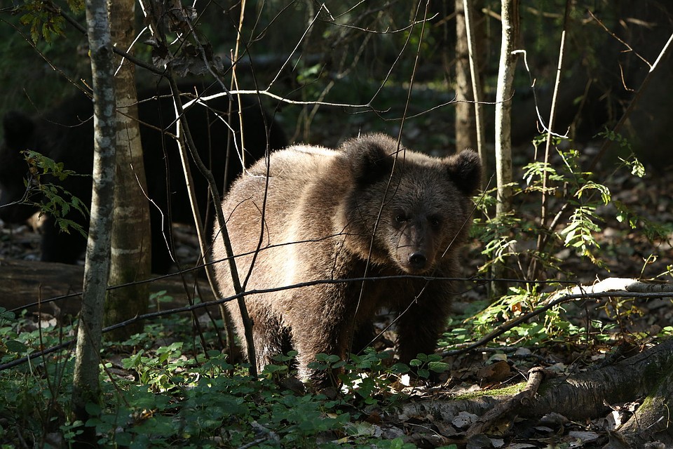 Источник фото: https://orphan-bear.org/galery#photo