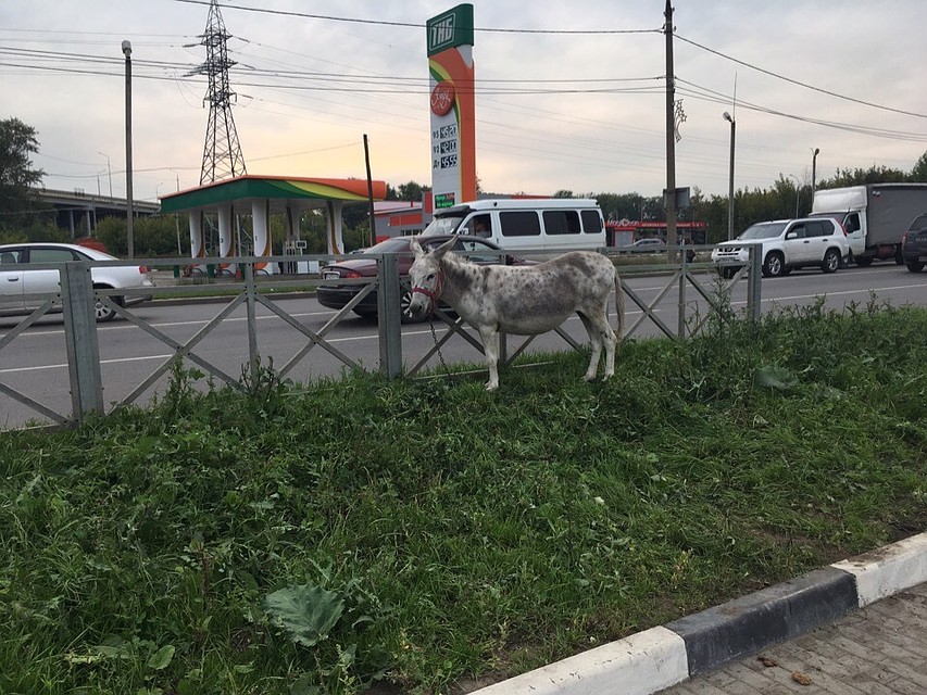 Фото: Подслушано Новомосковск
