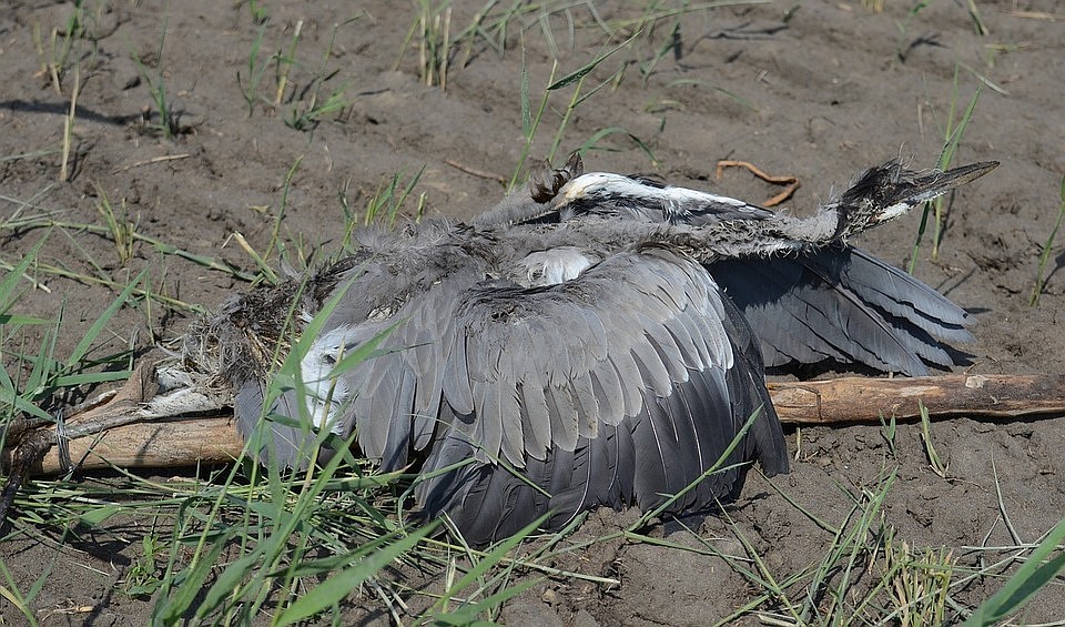 Полиция ищет убийц пернатых. Фото: Любовь Кошель.