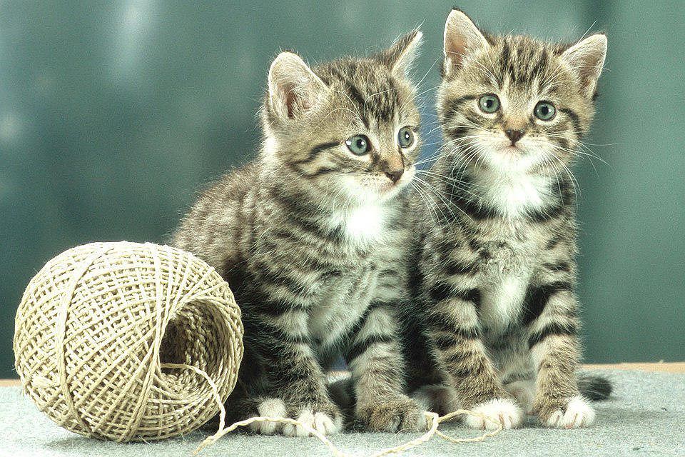Массовая торговля клонированными котами начинается в Китае