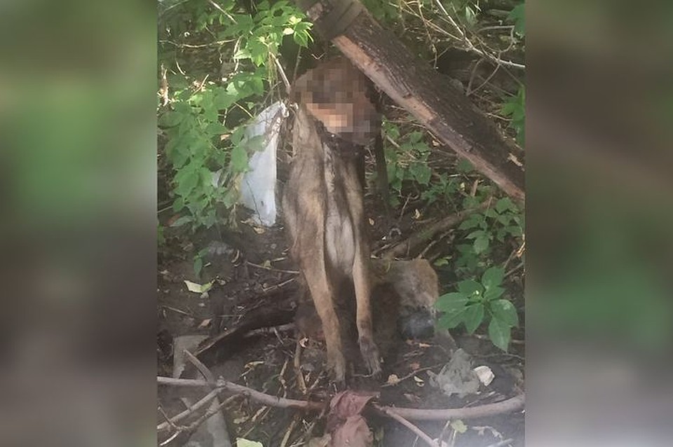 Мертвого пса обнаружили жители Калининского района в Новосибирске. Фото: "Ревизорро Новосибирск"