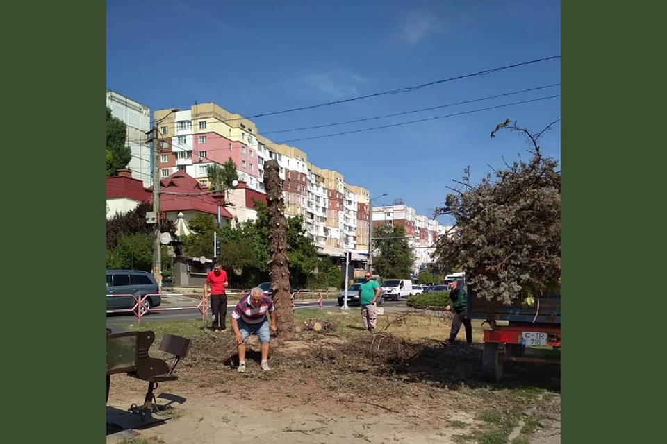 Этот ствол ели тоже срубили.