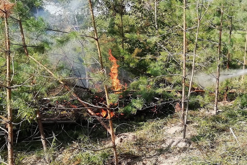 Лесной пожар