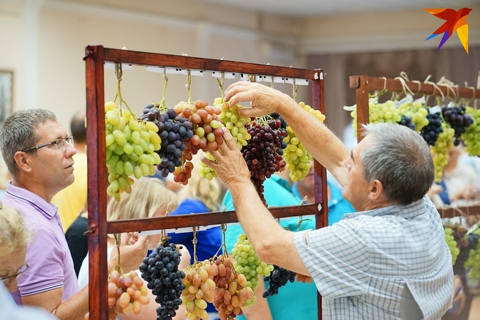 Праздник «Виноградная гроздь Орловщины – 2019» пройдет в эту субботу