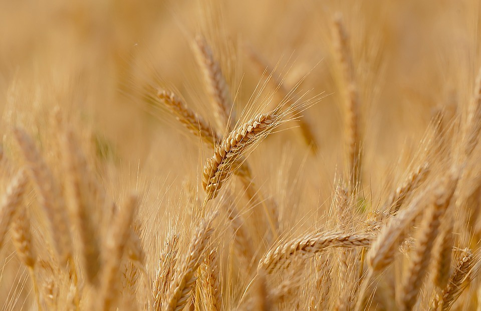 Фото с сайта pixabay.com