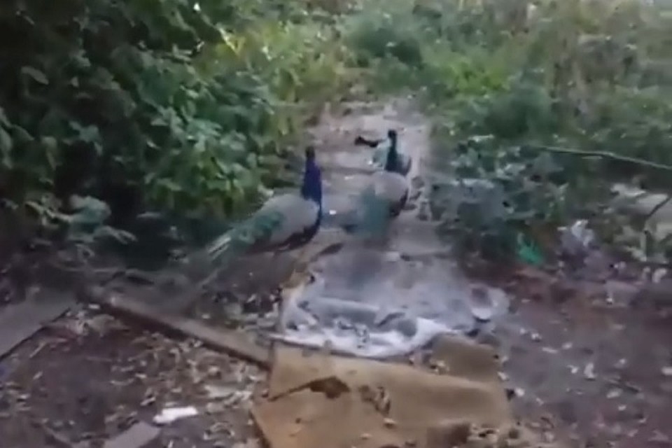 Фото: скриншот с видео