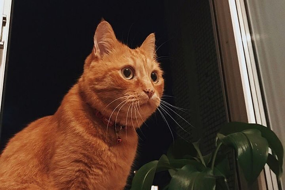 Кот Мартин пропал в августе.