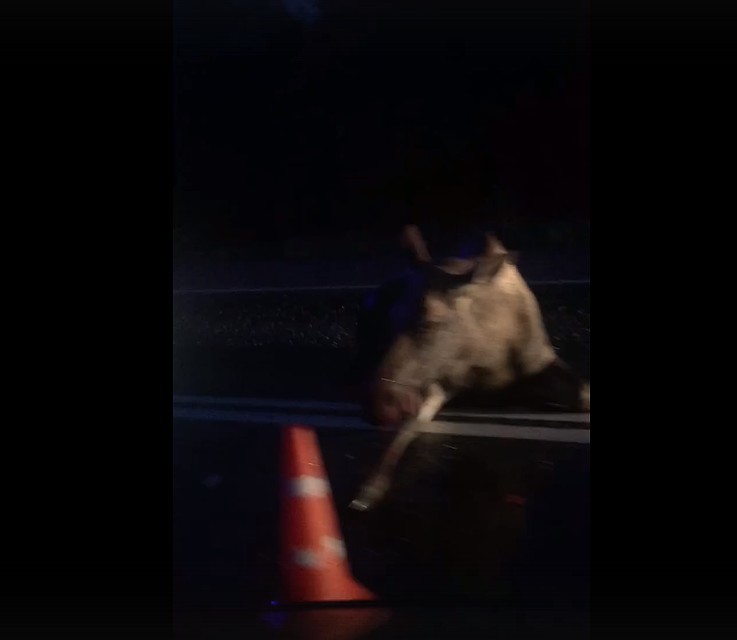 Кадр из видео в группе ВКонтакте ДТП Череповца