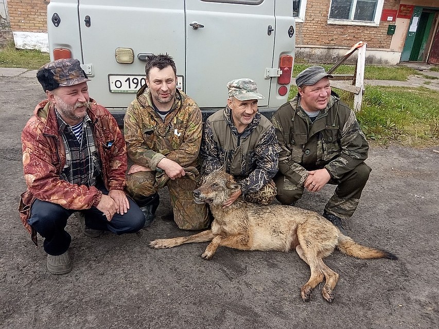14 августа в Едве, где дикий зверь загрыз ребенка, пристрелили волчицу. Фото: Надежда Зубкова-Дидух