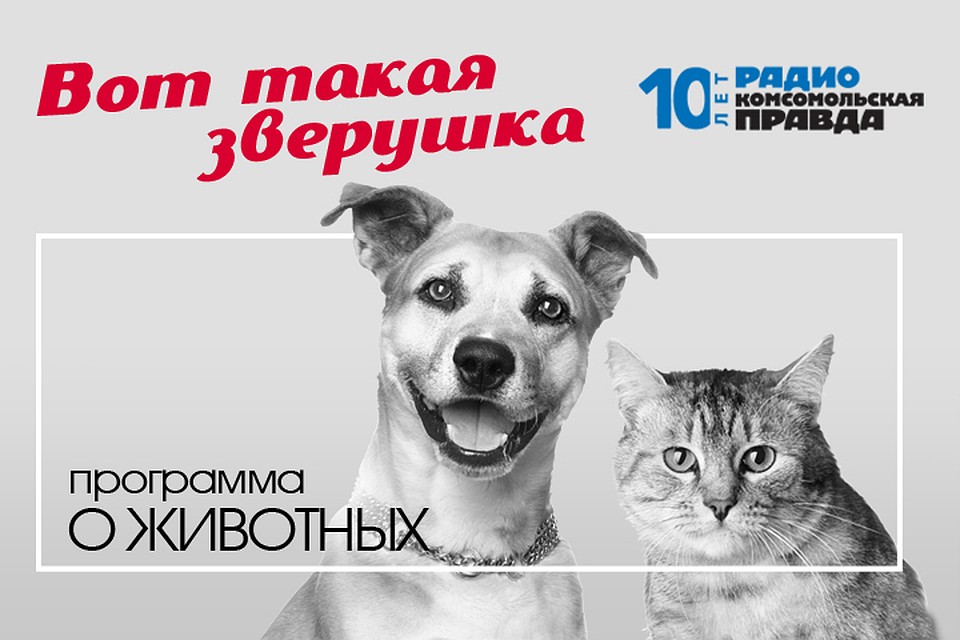 Илья Середа дает бесплатную консультацию ветеринарного врача и отвечает на вопросы слушателей