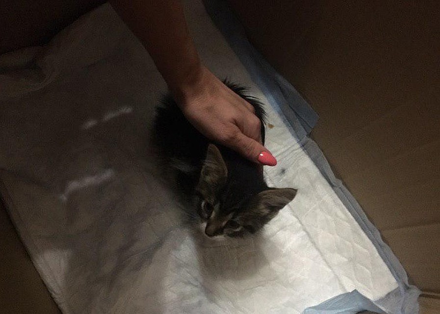 Котенка не спасла даже капельница. Фото: СОЦСЕТИ