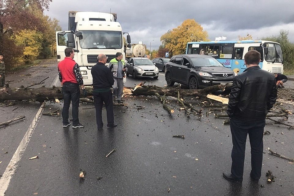 17 деревьев повалились во время мощного урагана в Петербурге 1 октября