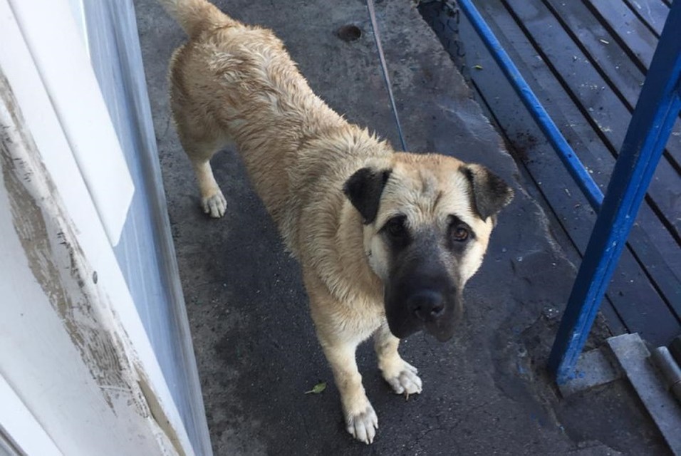 Приехавшие на место спасатели достали пса и хозяина из воды.