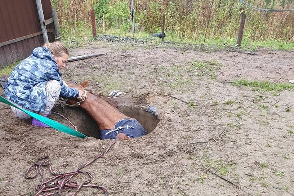 Спасатели вытащили лошадь, провалившуюся в канализационный люк под Выборгом