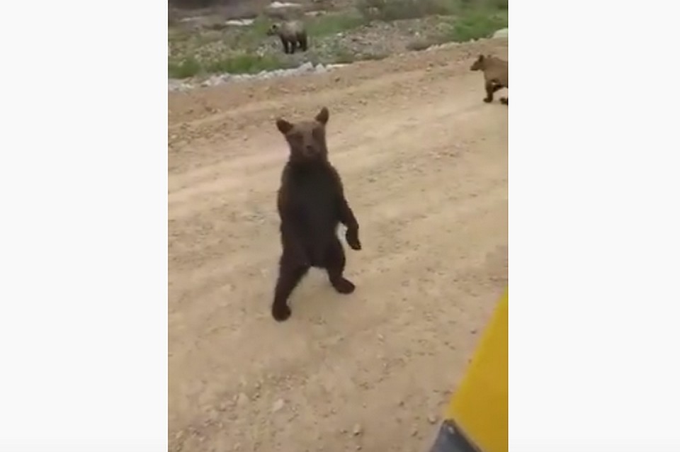 Медведи забрели на одну из кузбасских шахт. ФОТО: кадр видео Youtube