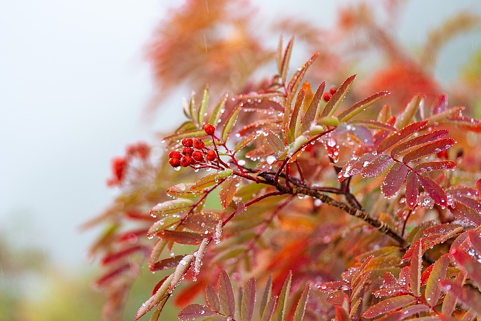 Фото: pixabay.com