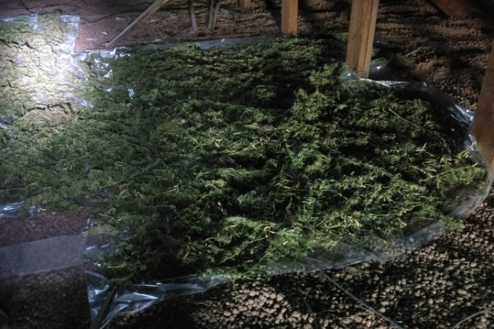 В Хабаровском крае нашли и уничтожили огнем 270 килограммов конопли
