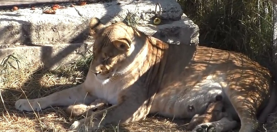 Мама Лиза выкармливает малышей. Фото: скрин из видео