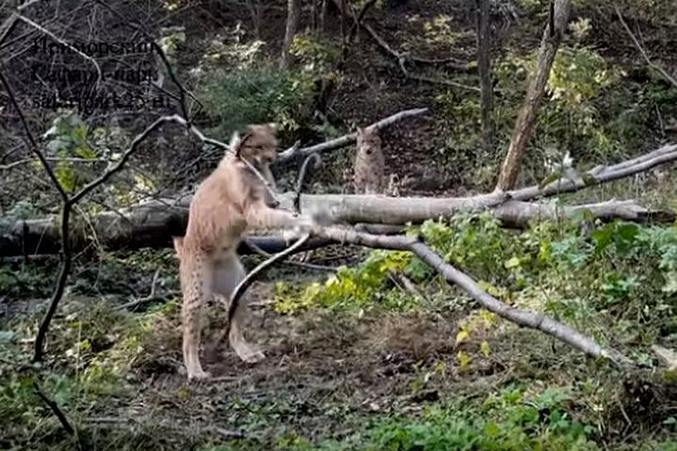 Милая кошечка решила поиграться. Фото: Приморский сафари-парк