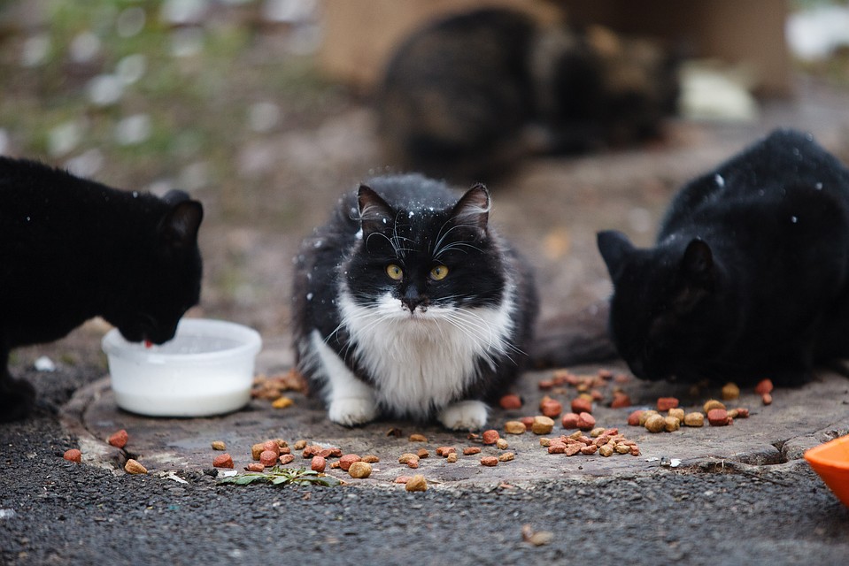 Уличных котов подкармливают