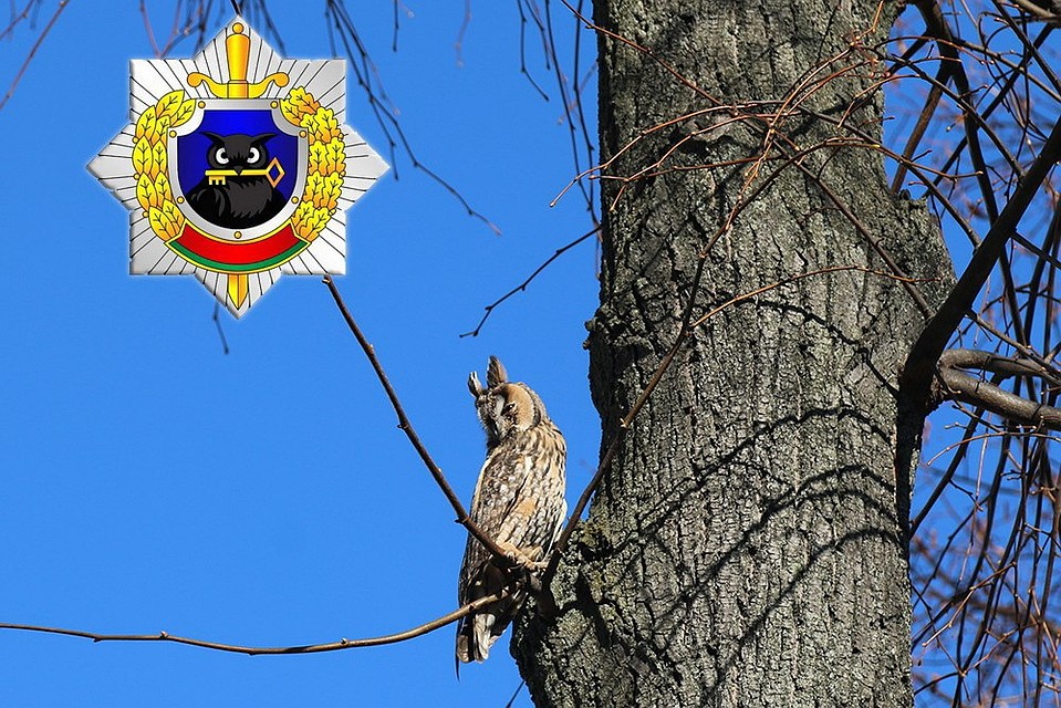В Департамент охраны в Минске залетела сова. Фото: МВД