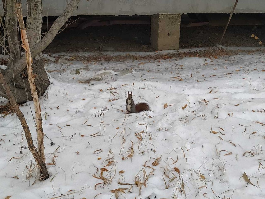 Днем преимущественно без осадков, ветер южный 4-9 м/с.