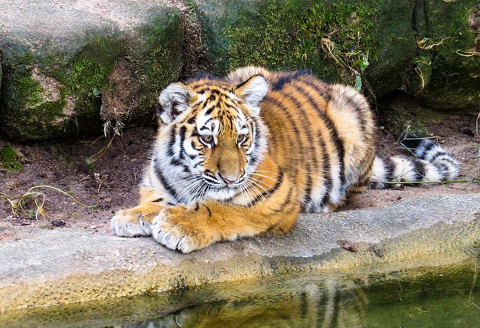 Фото: pixabay.com