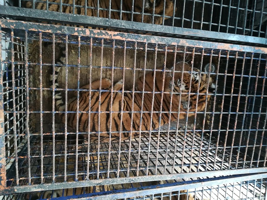 Состояние тигров критическое, но зоопарк надеется их спасти. Фото: Zoo Poznań Official Site