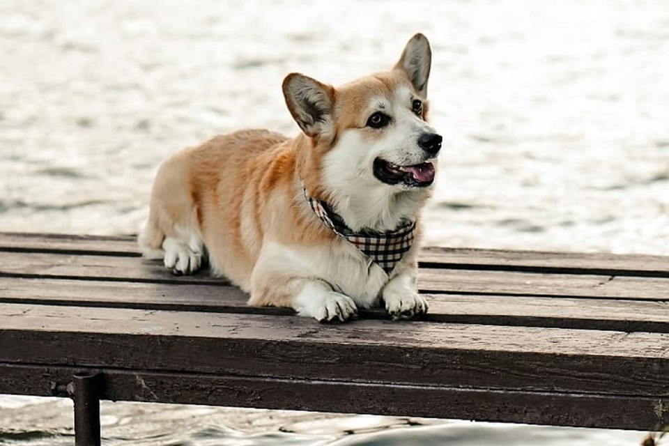 Фото: thor_the_corgi