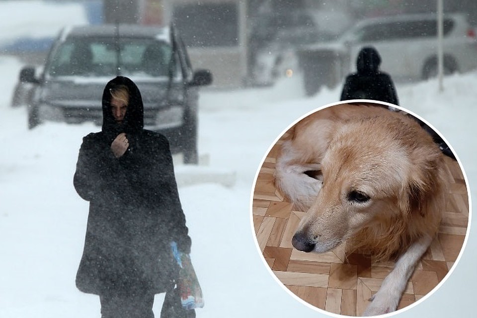 Собаке ищут дом