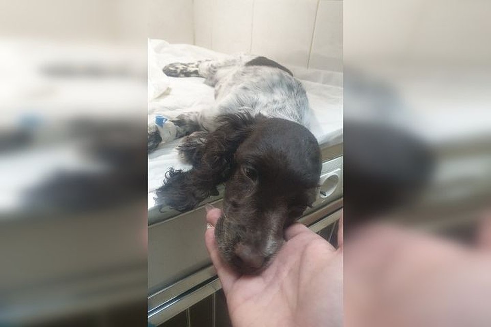 Щенок сейчас находится в клинике. Фото: соцсети.