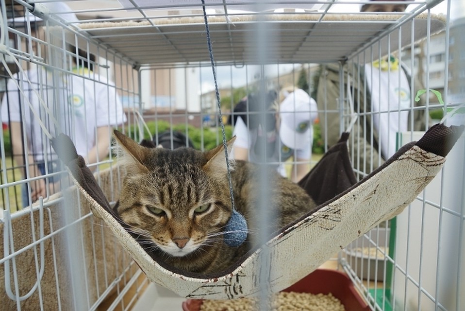 Под арестом оказалась кошка.