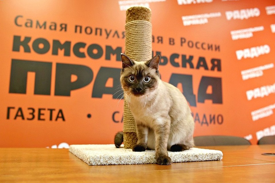Ждем вас с питомцем в редакции 20 ноября с 12 до 17 часов.