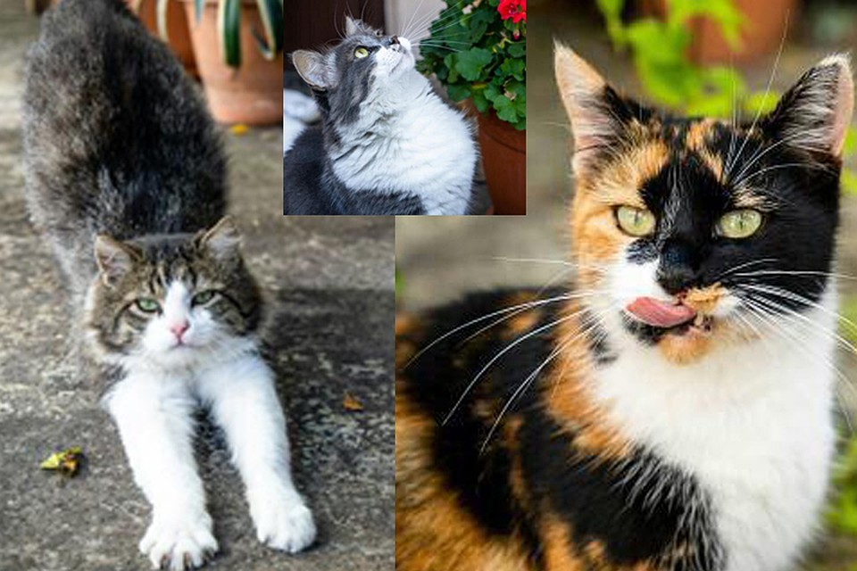Котикам сейчас ищут дом