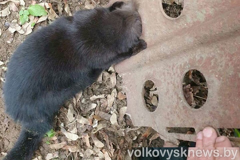 Чтобы освободить котика, сняли часть забора. Фото: volkovysknews.by.