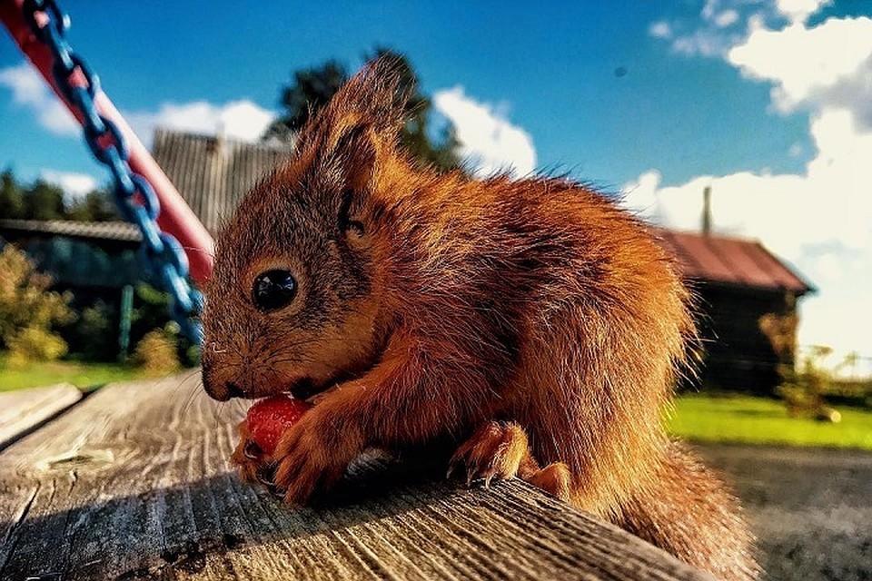 Бельчонок Чиппи из Карелии - звезда соцсетей. Фото:instagram.com/belkchippy